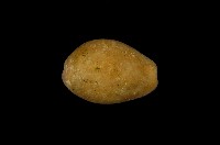 藏品(紫花寶螺)的圖片